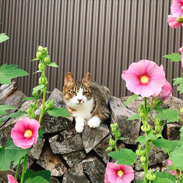 自然大好きにゃんこ