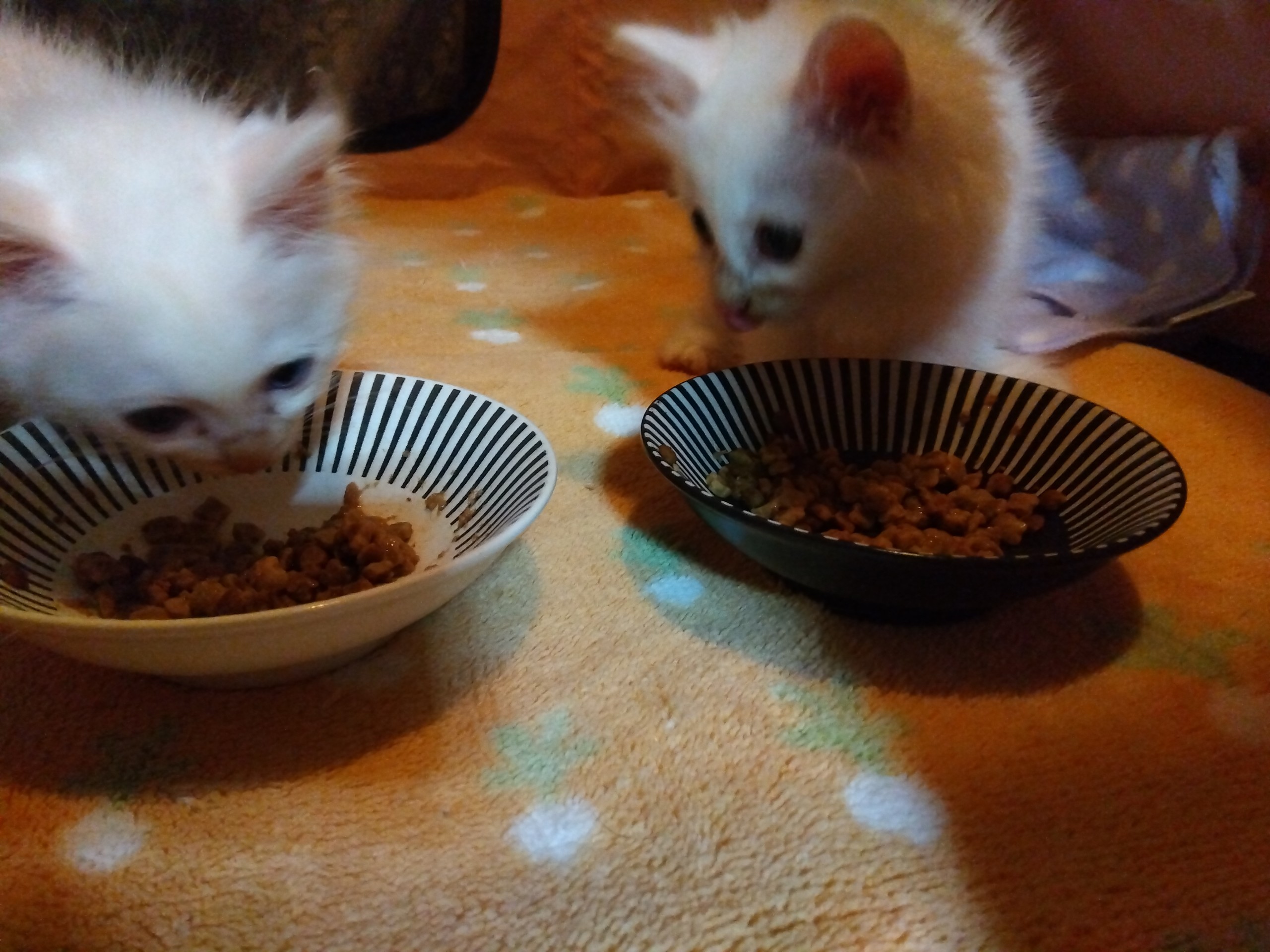 気になる隣のご飯