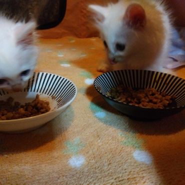気になる隣のご飯