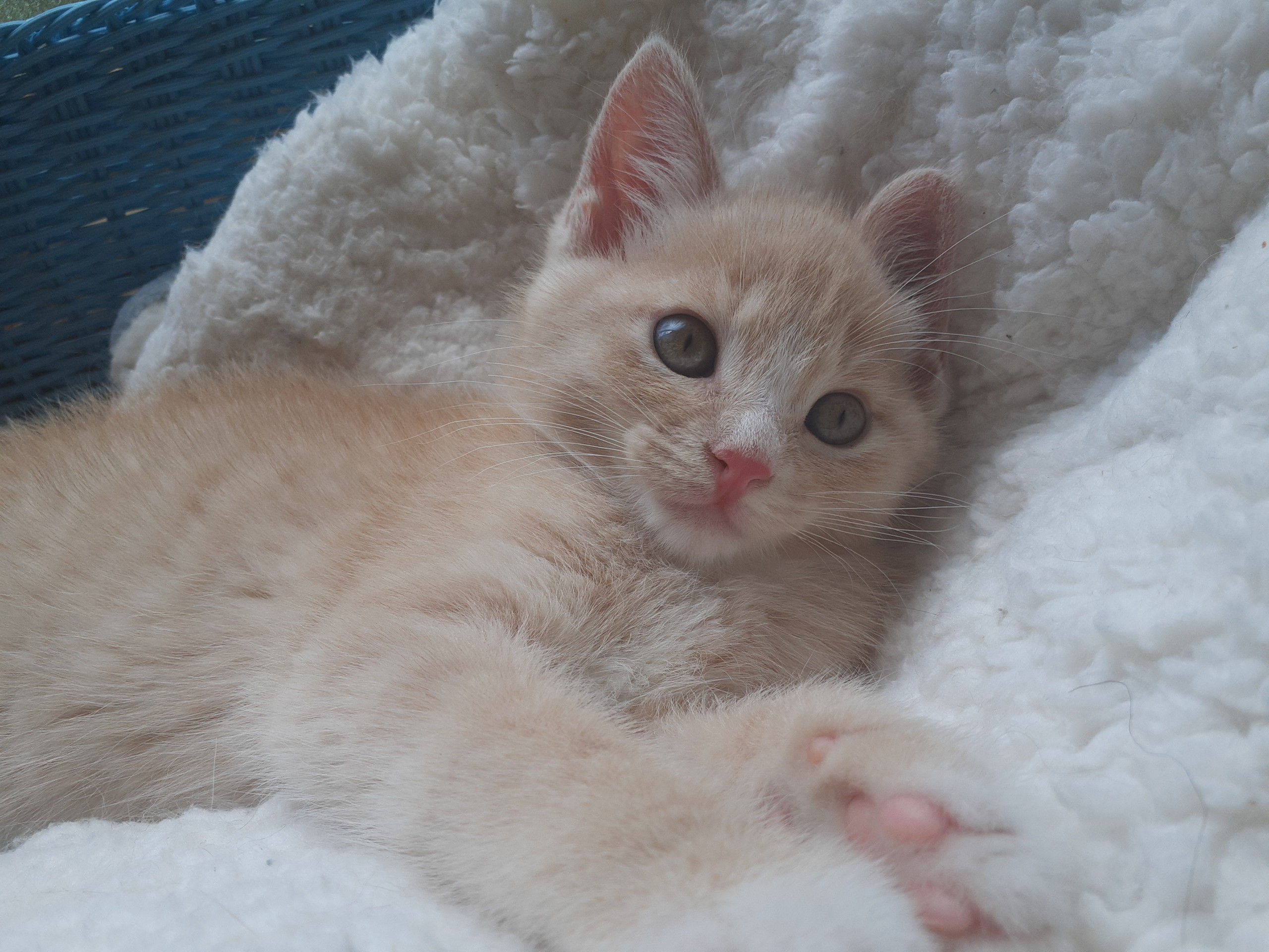 最後の子猫