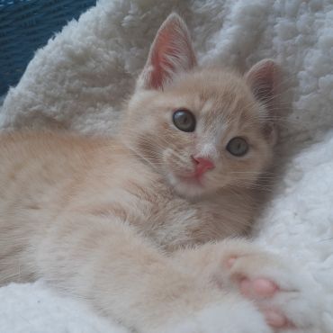 最後の子猫