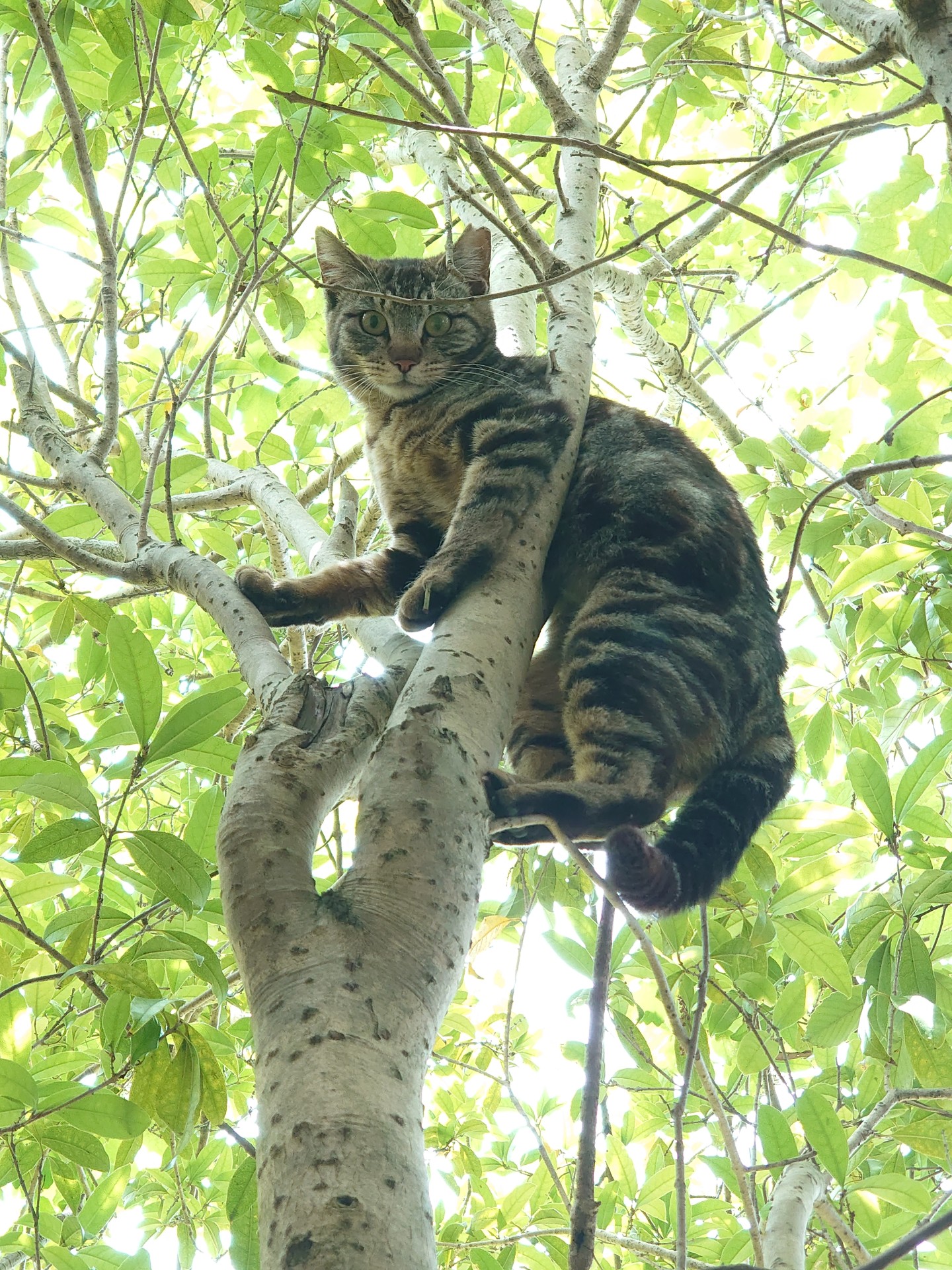 降りれるよね?