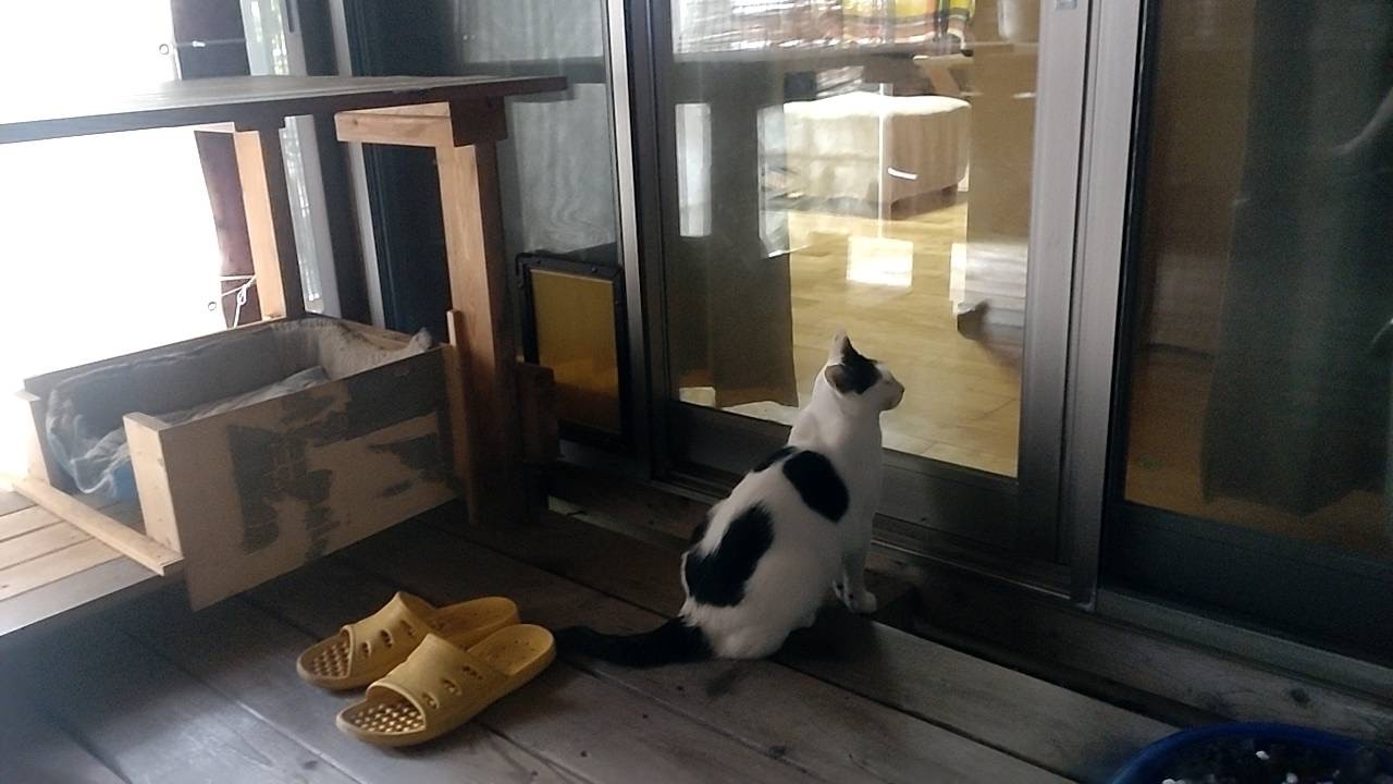 さくらねこ