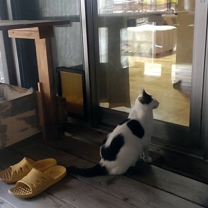 さくらねこ