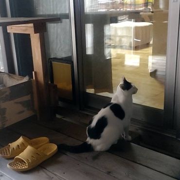 さくらねこ