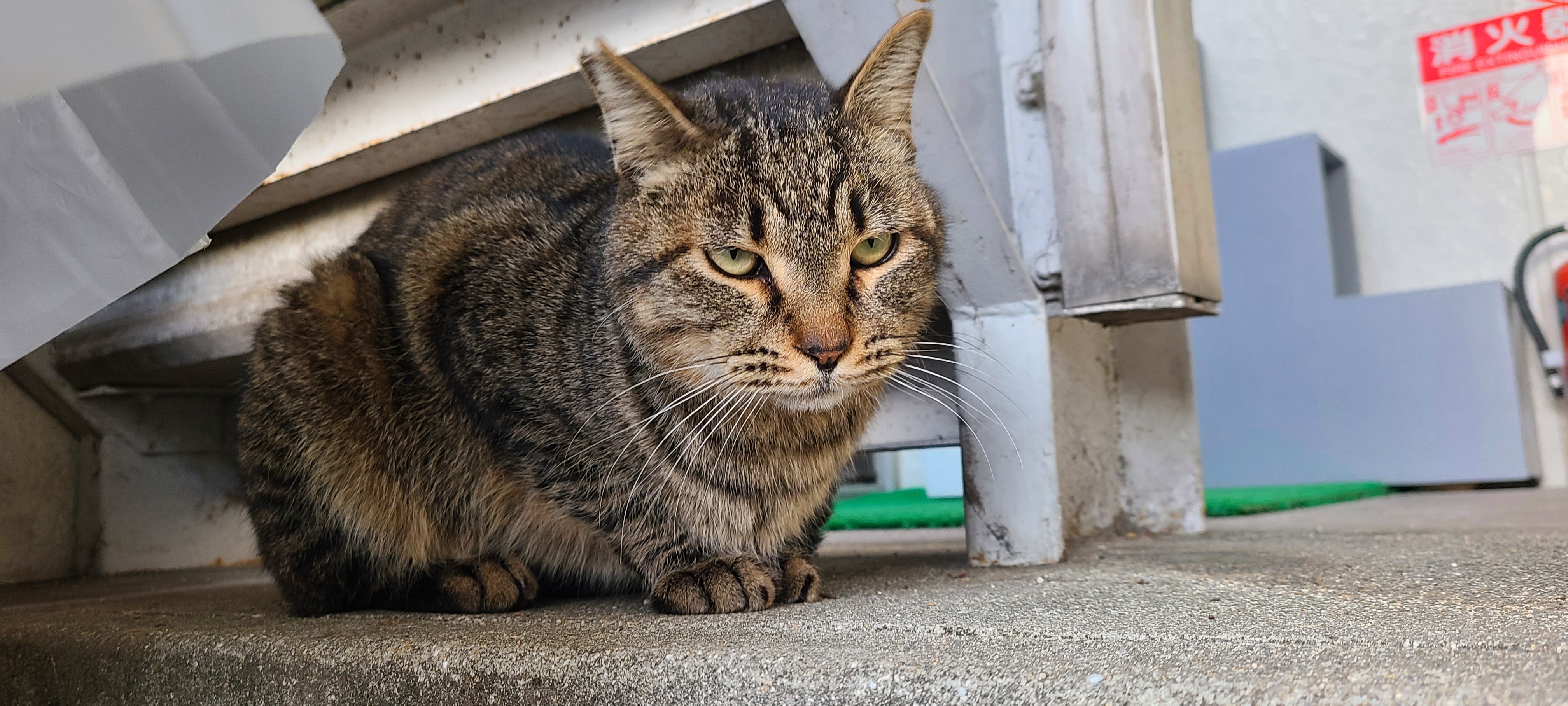 さくらねこ