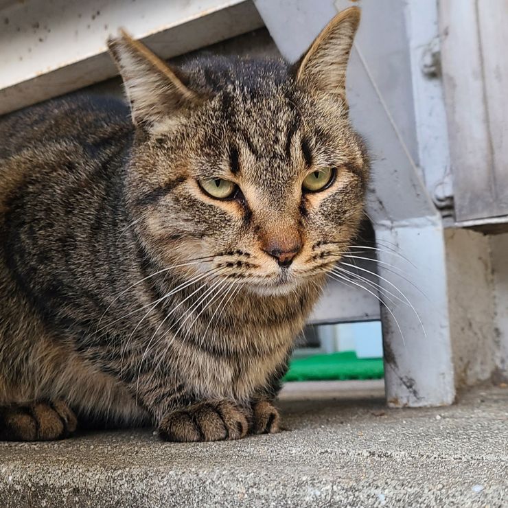 さくらねこ