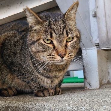 さくらねこ