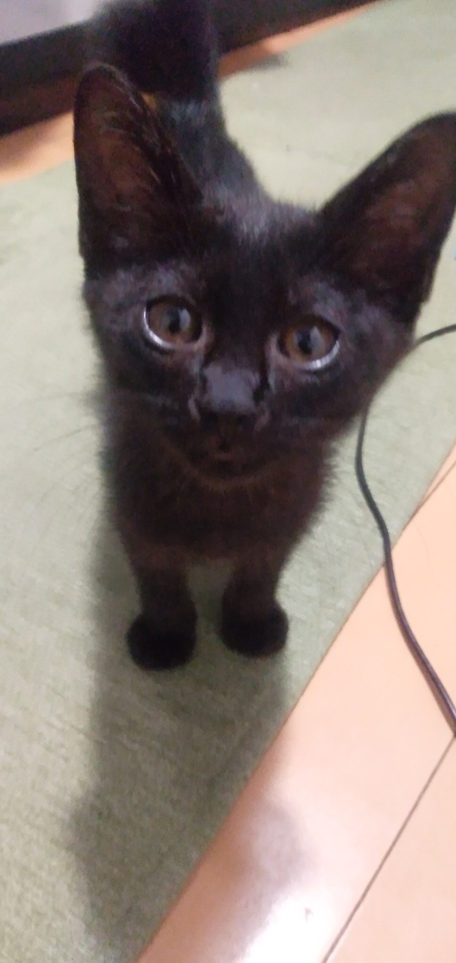 いのちつないだ！