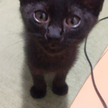 いのちつないだ！