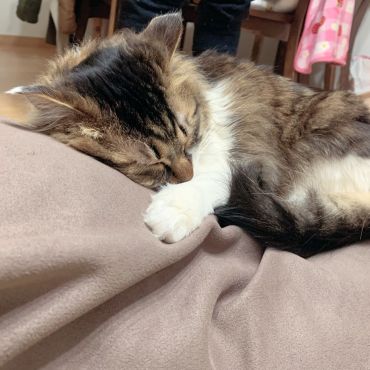 わたしがまもるね