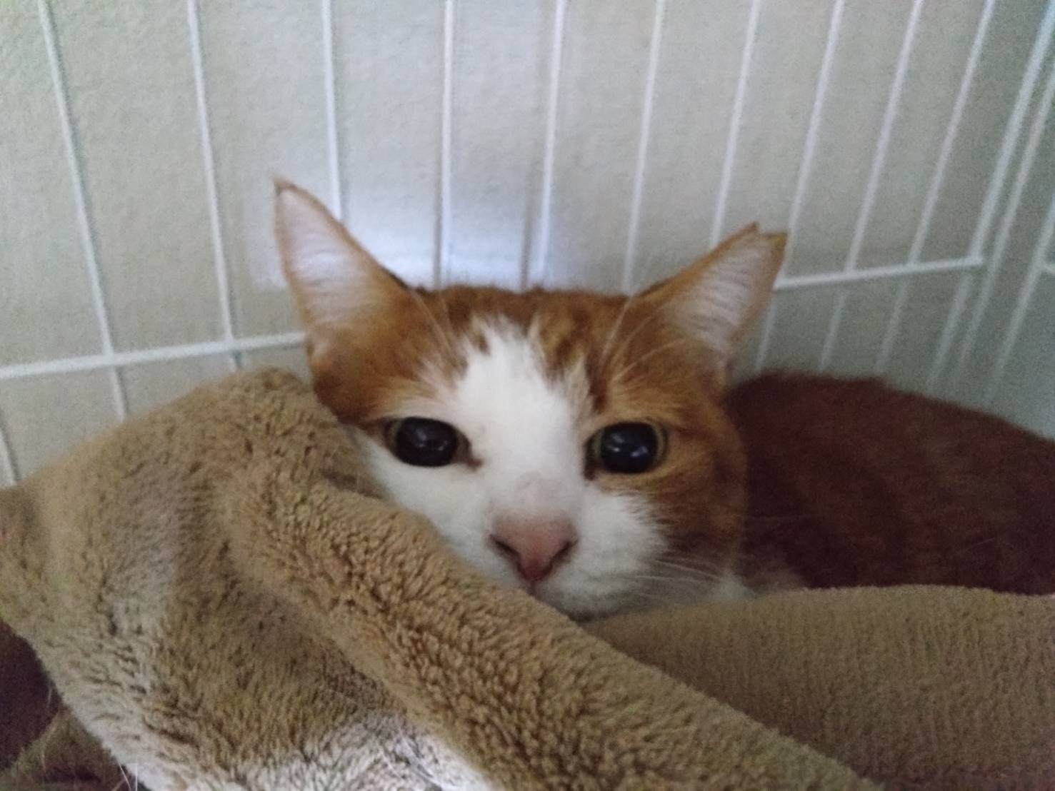 まだ眠いニャ