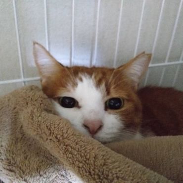 まだ眠いニャ