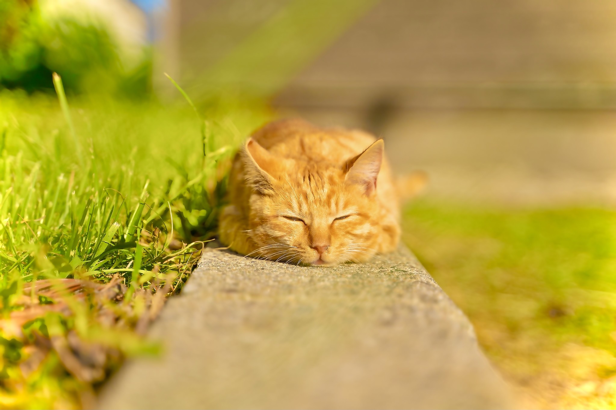 溶けた猫