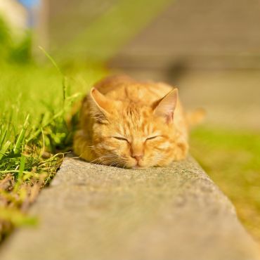 溶けた猫
