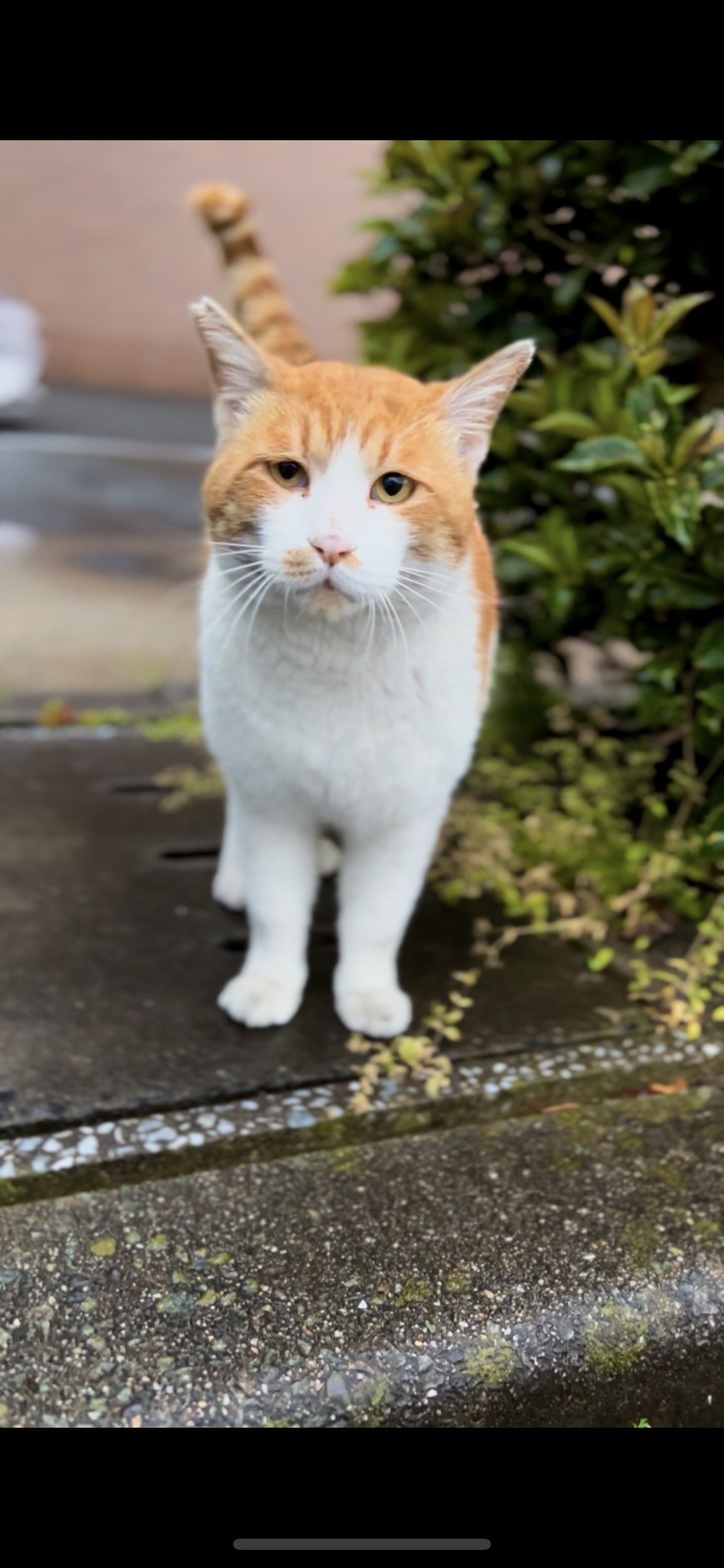 不死身のニケ