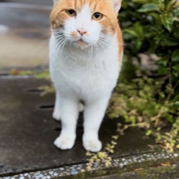 不死身のニケ