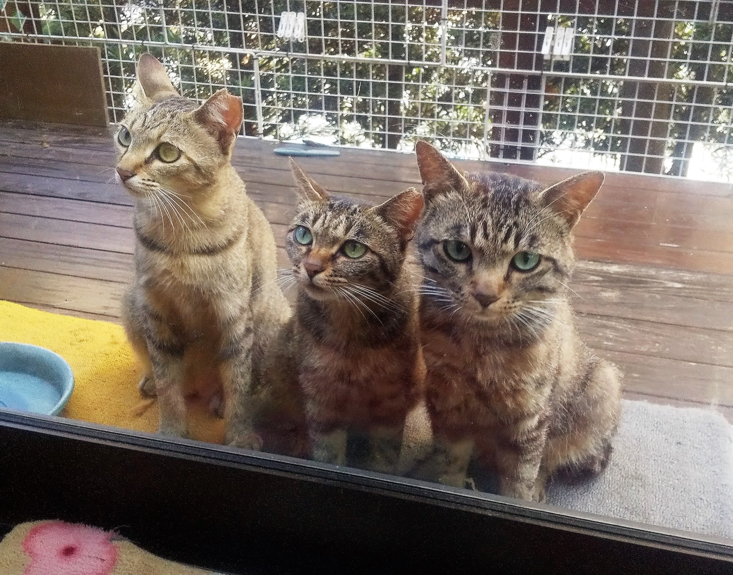 お腹すいたよー。