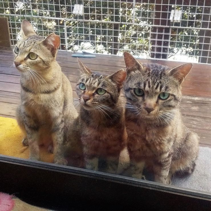 お腹すいたよー。