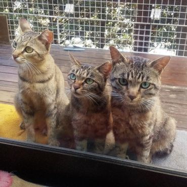 お腹すいたよー。