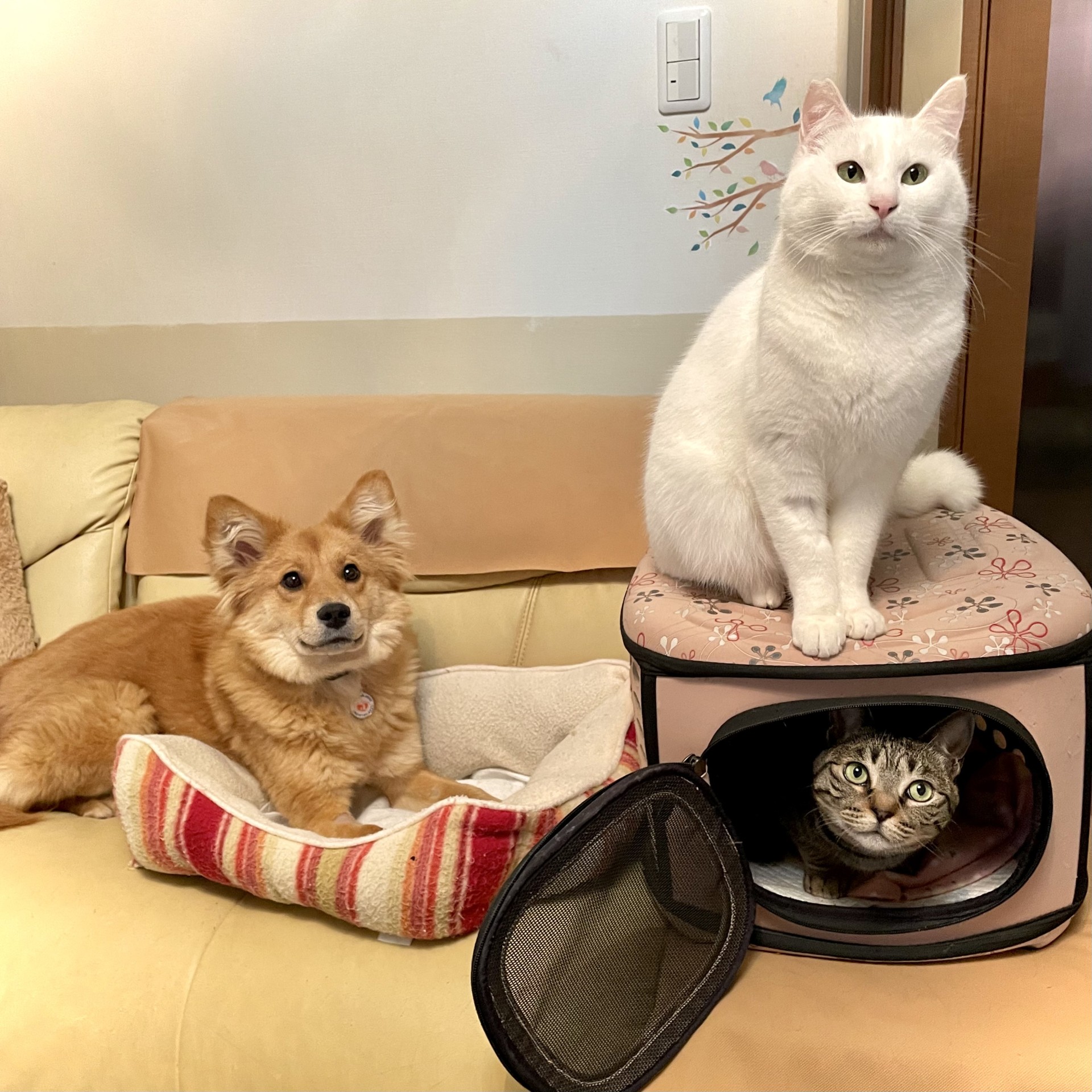 犬猫みんなのボス