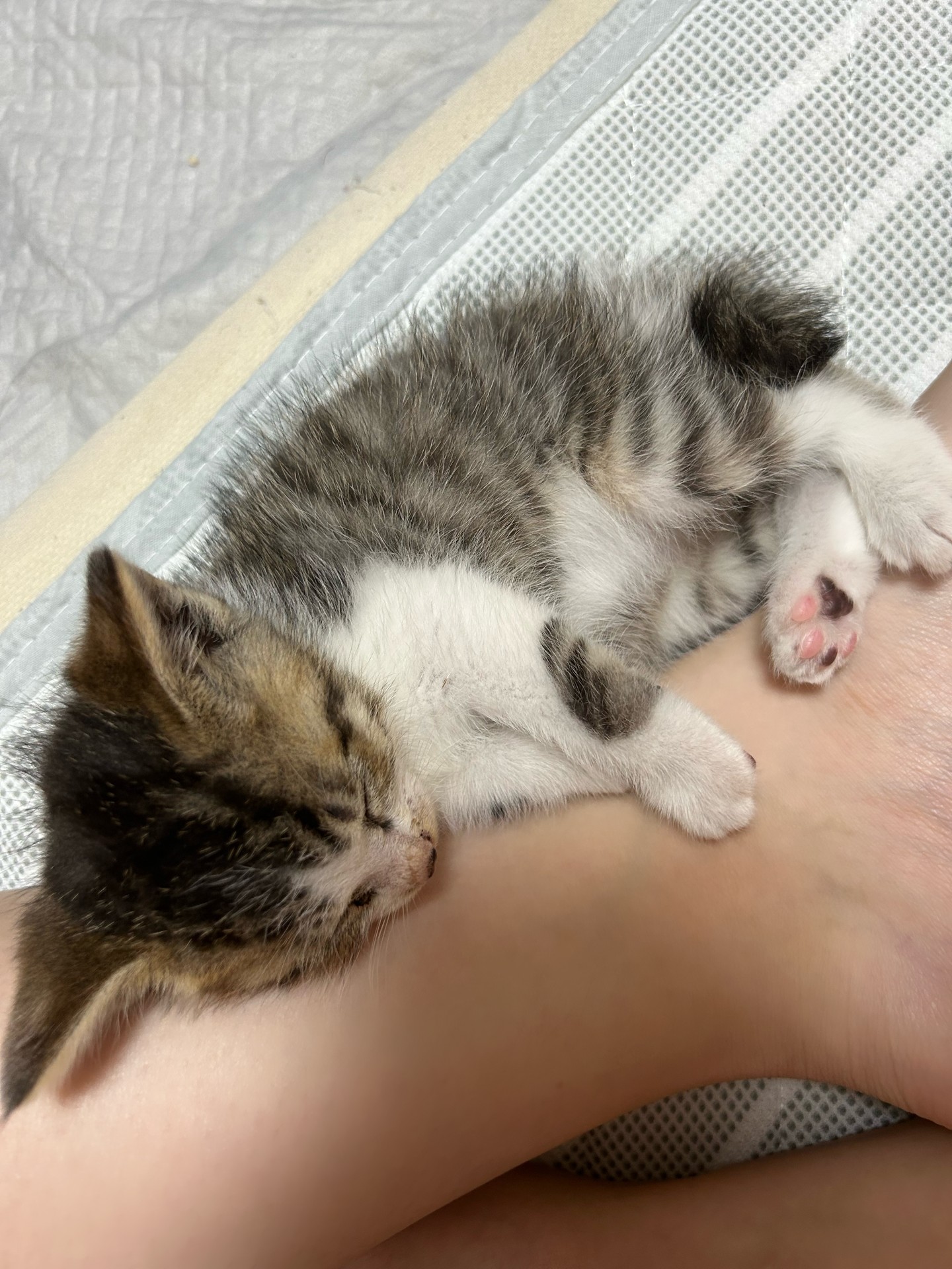 ぎゅー