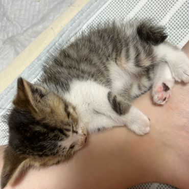 ぎゅー