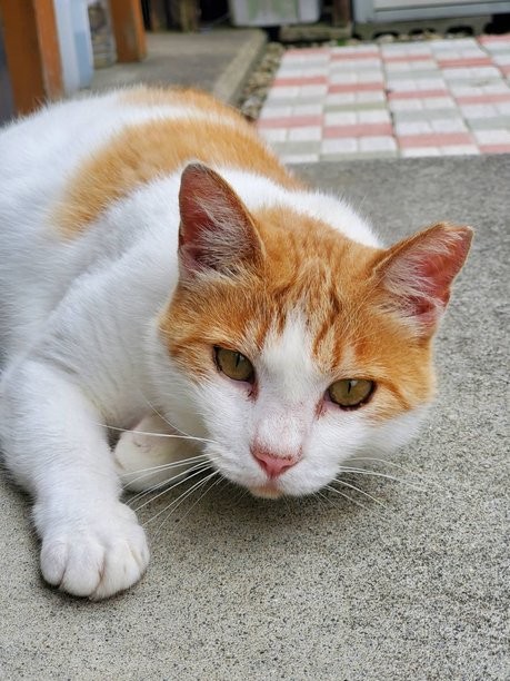 5年間、近づけなかった猫