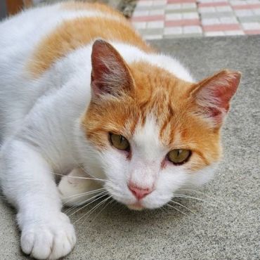 5年間、近づけなかった猫