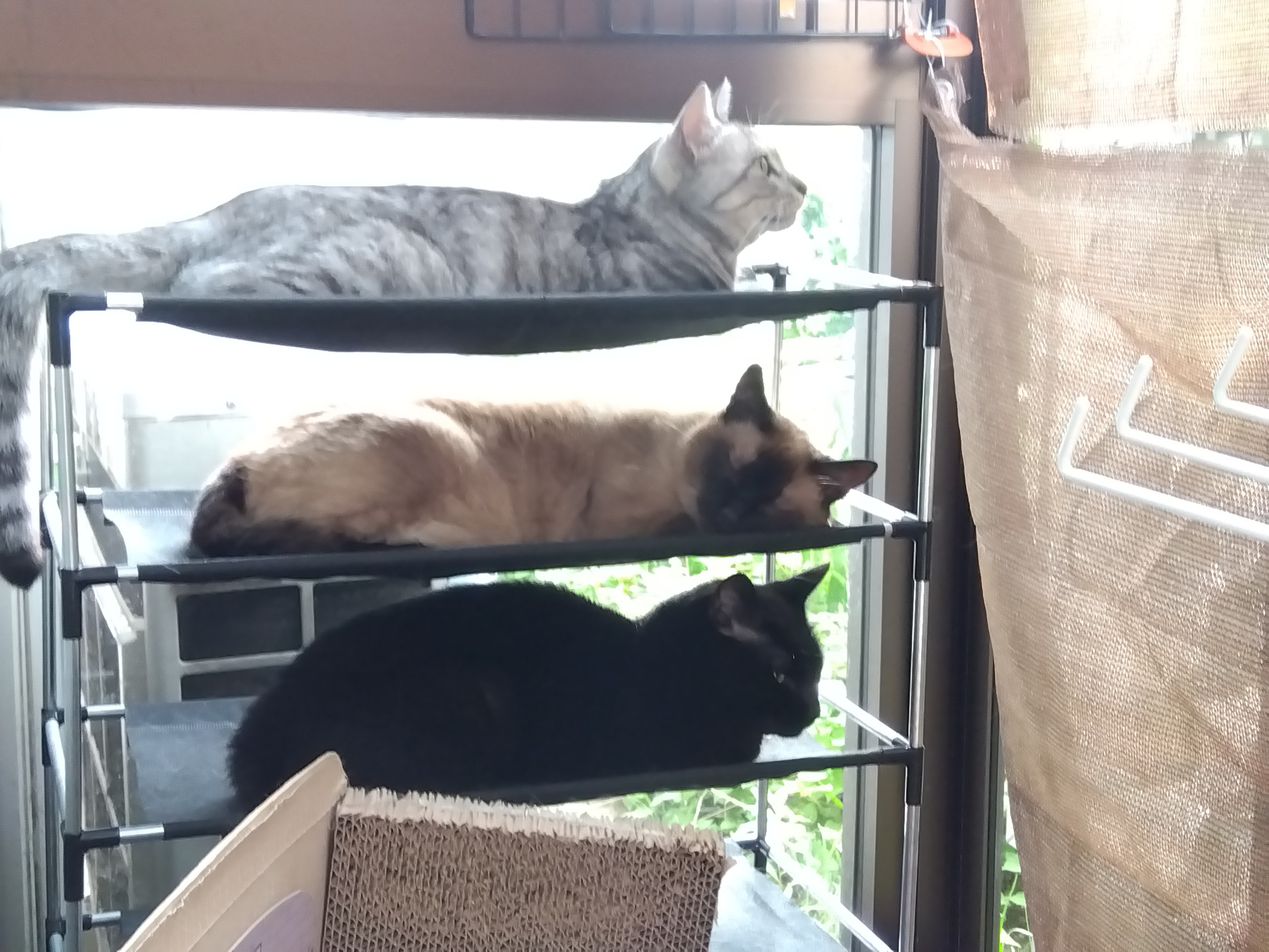 のどかな午後