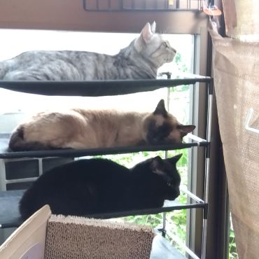 のどかな午後