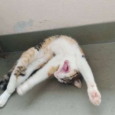眠たいなぁ