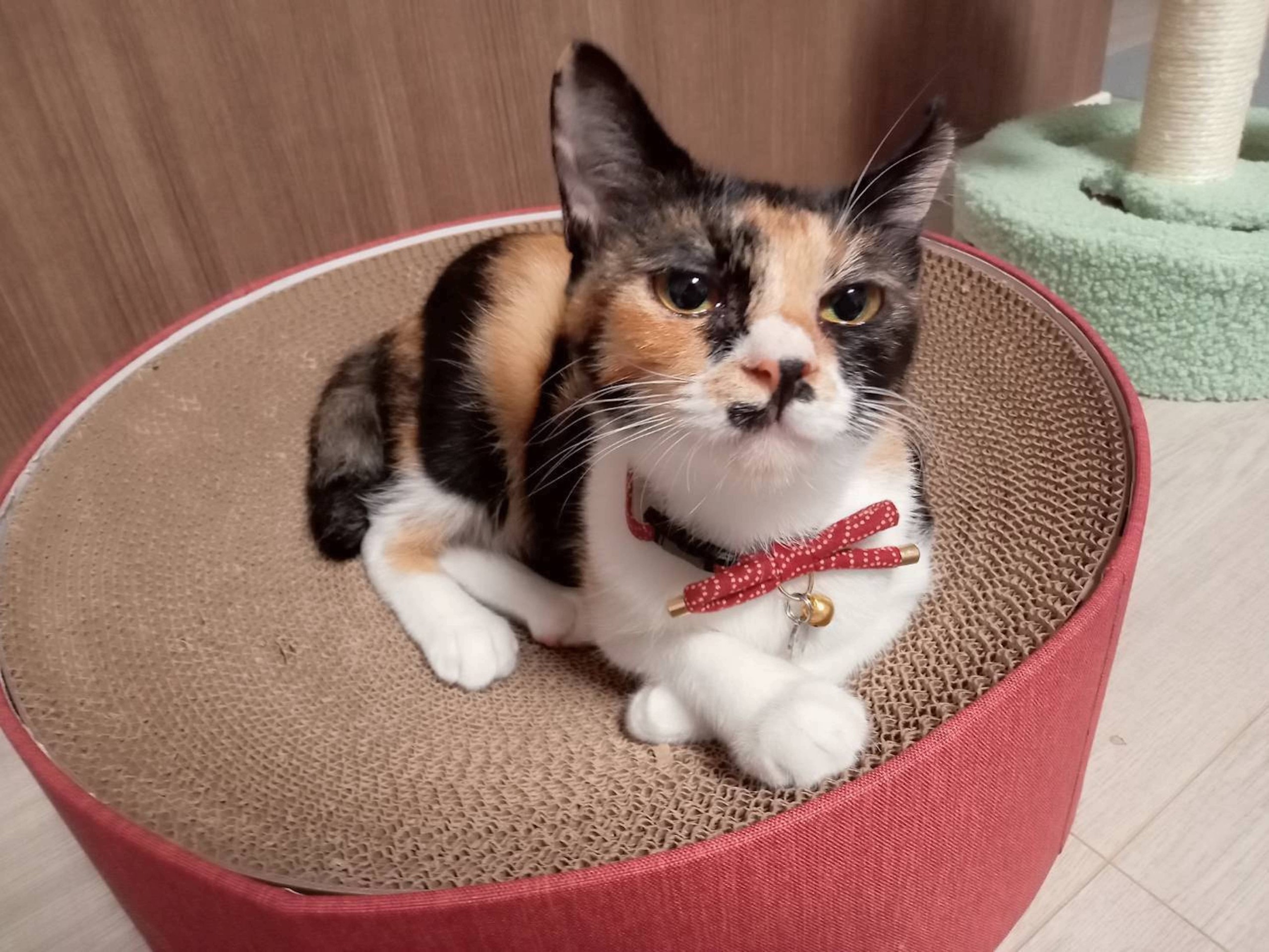 柄がきつい三毛猫