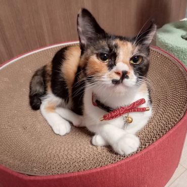 柄がきつい三毛猫