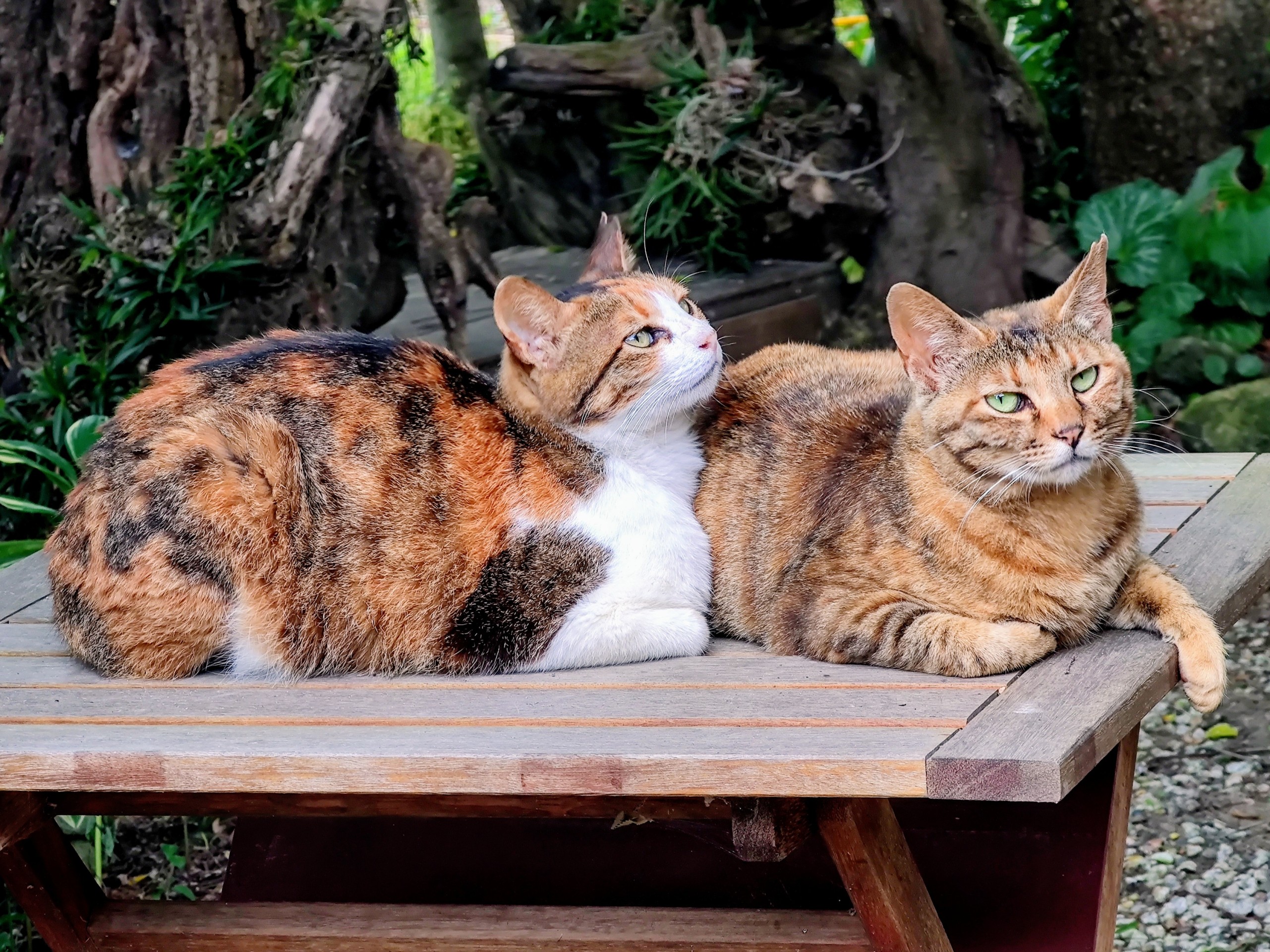 お庭でまったりさくらねこ