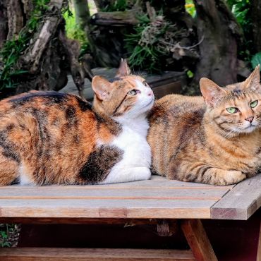 お庭でまったりサクラ猫