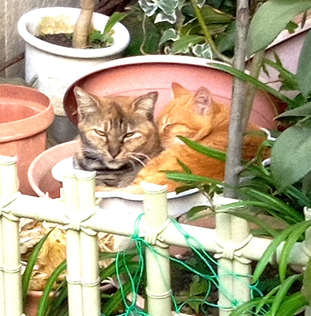 植木鉢？いい休み所やね
