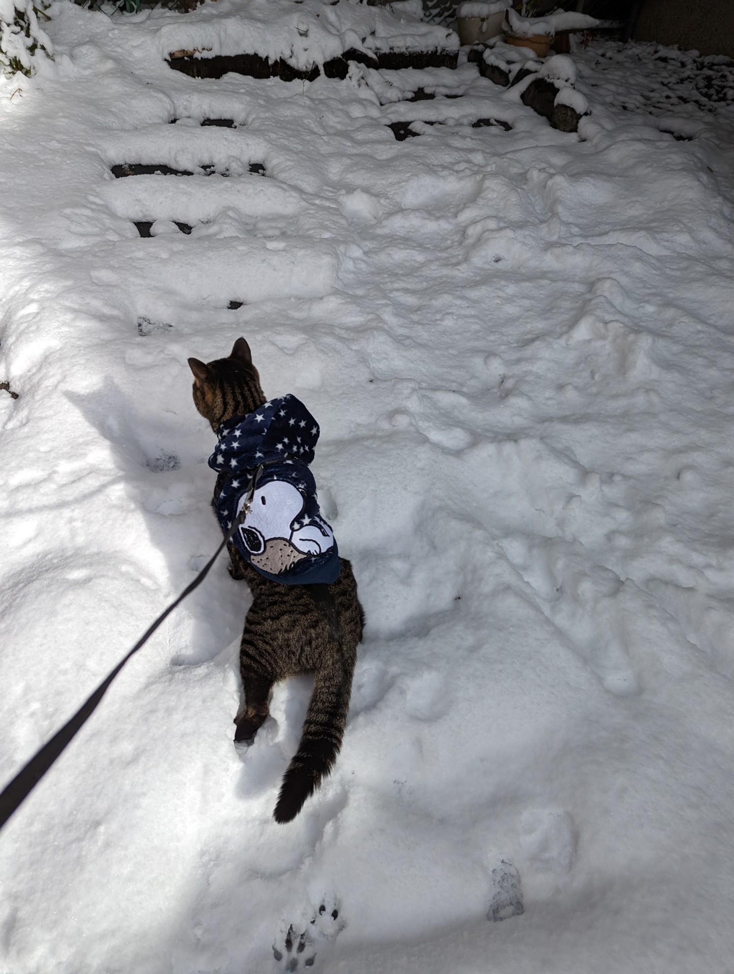 初めての雪…つ、つ、冷たいニャ～