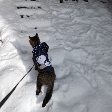 初めての雪…つ、つ、冷たいニャ～