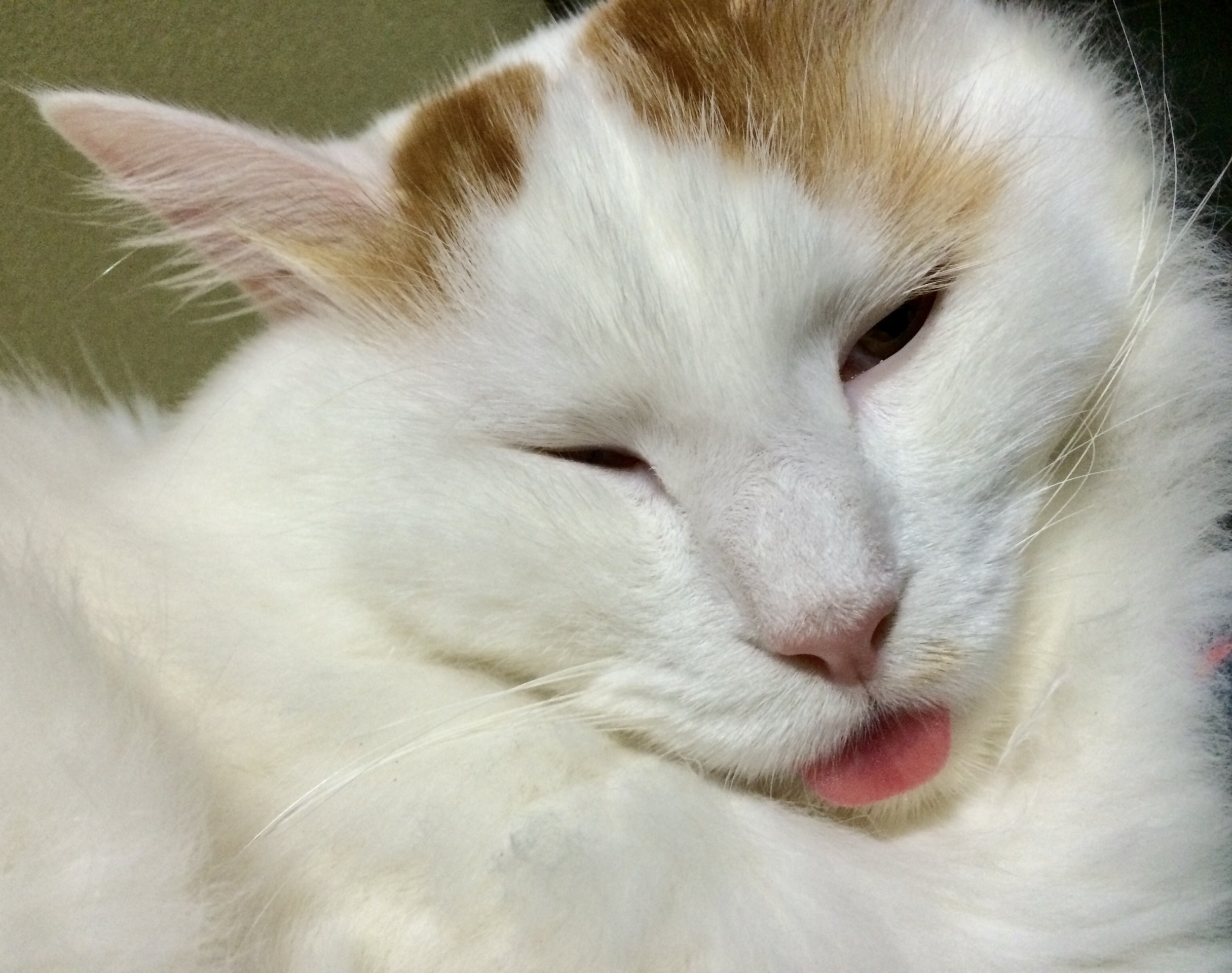 我が家の猫様(=^x^=)