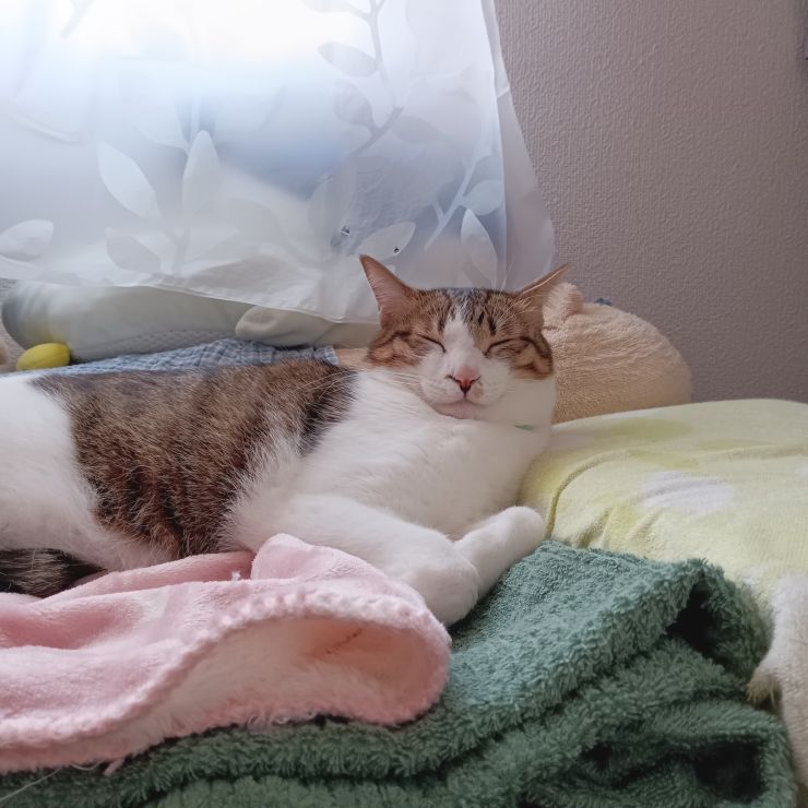 猫ベッドよりママのベッドがいいんだもん