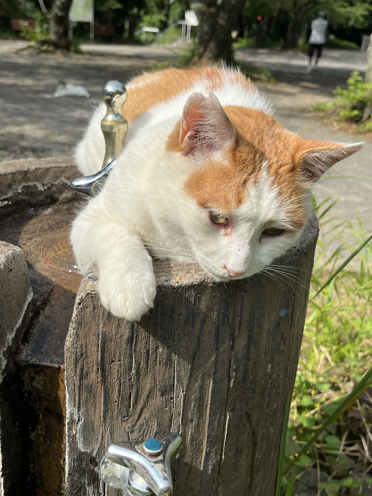 暑い時はこうして涼を❣️