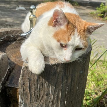 暑い時はこうして涼を❣️