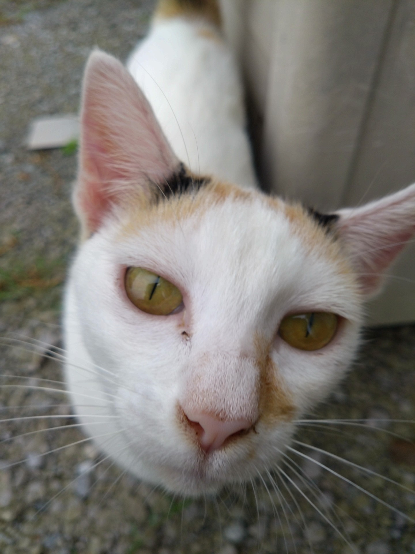 いのちつないだ！