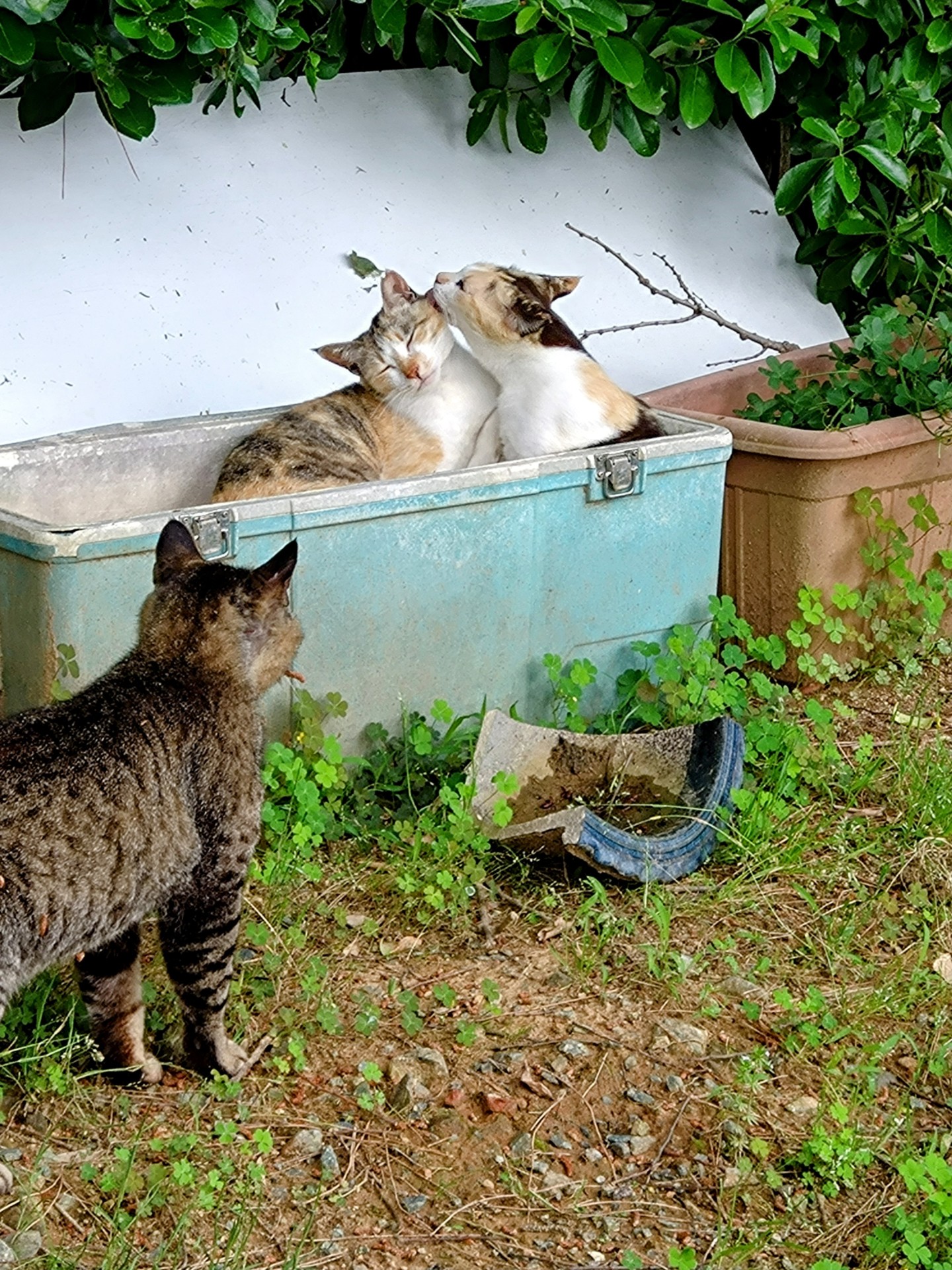 さくらねこ
