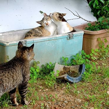 さくらねこ