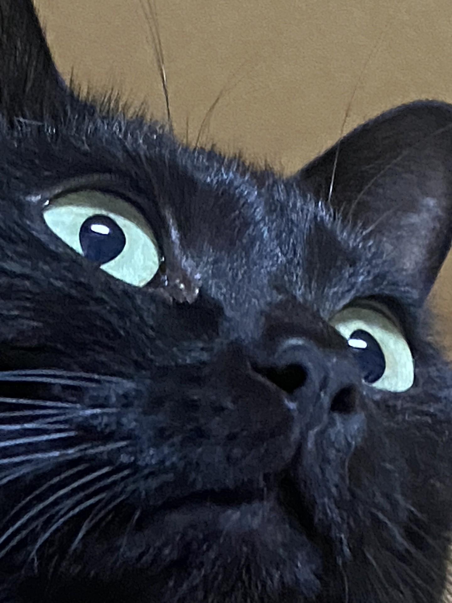 生きる！