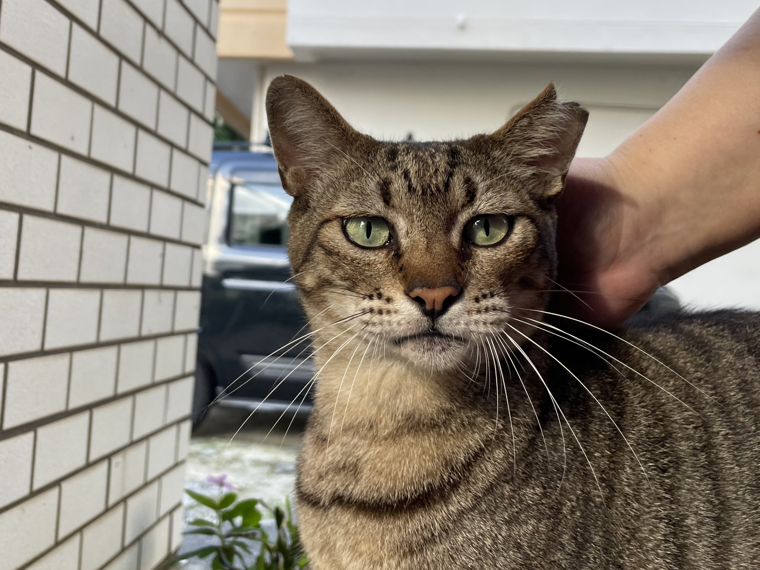 たくましく生きる