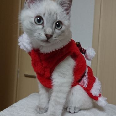サンタさん