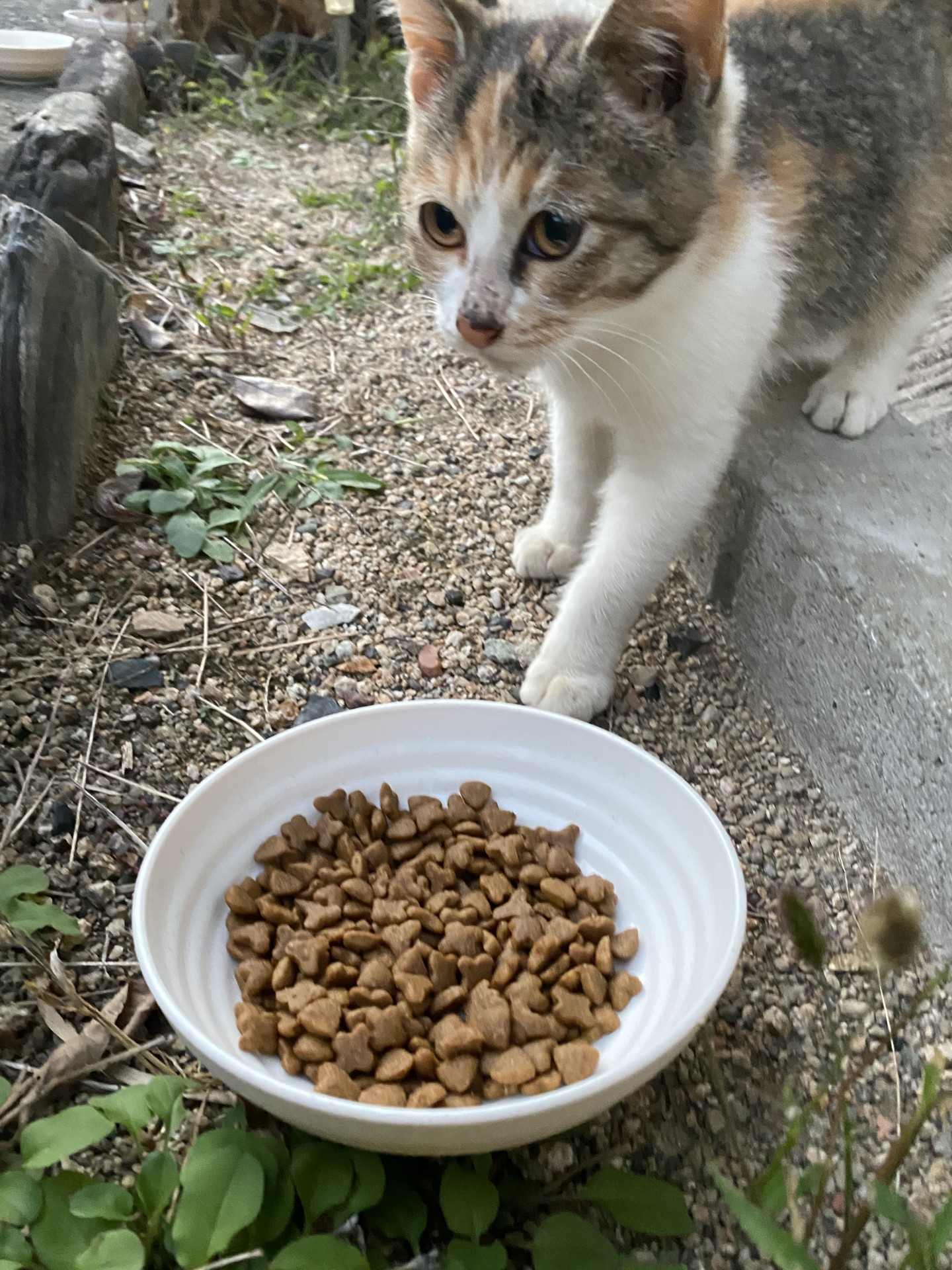 食べてもいいの？